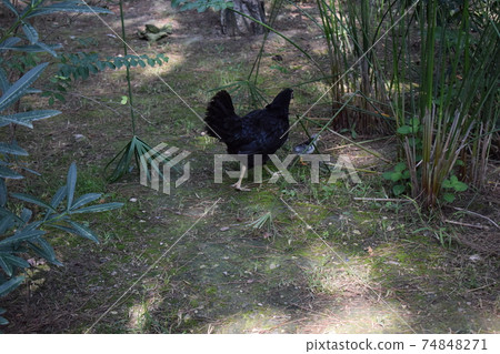 Hens on a traditional free range poultry organic farm grazing on the grass with copy space. Hens on a traditional free range poultry organic farm grazing on the grass with copy space. 74848271