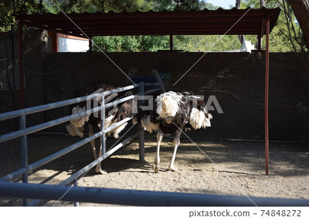 Two Big ostrich in a cage and greenery behind him on a summer day 74848272