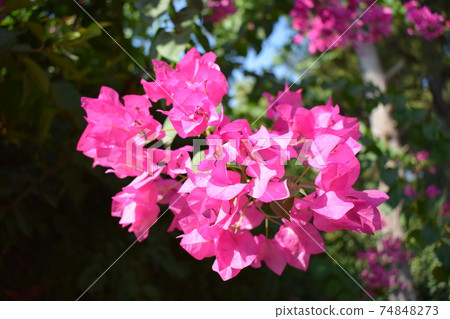 Bougainvillea flowers texture and background. Red flowers of bougainvillea tree. 74848273