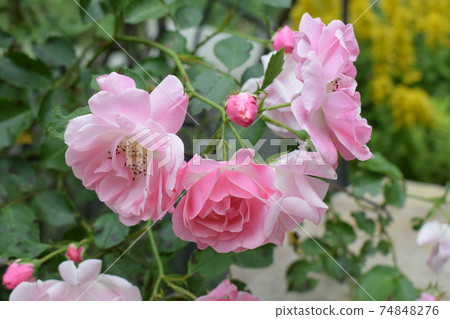 Colorful, beautiful, delicate rose in the garden 74848276