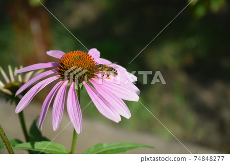 Detailed Closeup of Beautiful Pink or Purple Coneflowers. With Bee Gathering Pollen and Drinking Nectar. 74848277