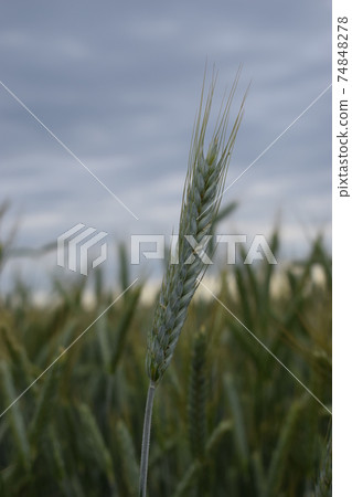 Fresh young wheat ear in the evening light close-up macro in nature 74848278