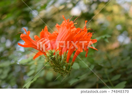 Cape honeysuckle or Tecoma capensis shrub with orange flowers. Cape honeysuckle or Tecoma capensis shrub with orange flowers. 74848370
