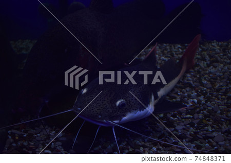 Channel catfish, Ictalurus punctatus, rest on sand bottom in biotope aquarium Channel catfish, Ictalurus punctatus, rest on sand bottom in biotope aquarium 74848371