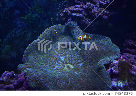 Amphiprion Ocellaris Clownfish - The most popular saltwater fish in reef aquarium tanks Amphiprion Ocellaris Clownfish - The most popular saltwater fish in reef aquarium tanks 74848376