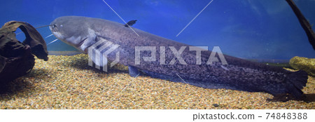 Channel catfish, Ictalurus punctatus, rest on sand bottom in biotope aquarium Channel catfish, Ictalurus punctatus, rest on sand bottom in biotope aquarium 74848388