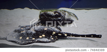 Stingray swimming in aquarium tank. Stingray closeup view Stingray swimming in aquarium tank. Stingray closeup view 74848389