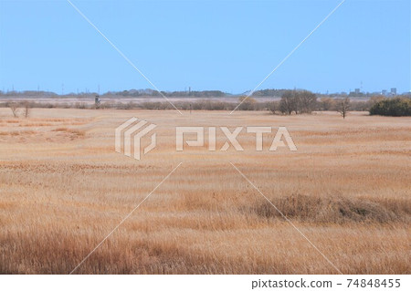 <Tochigi Prefecture> Watarase Retarding Ground in winter 74848455