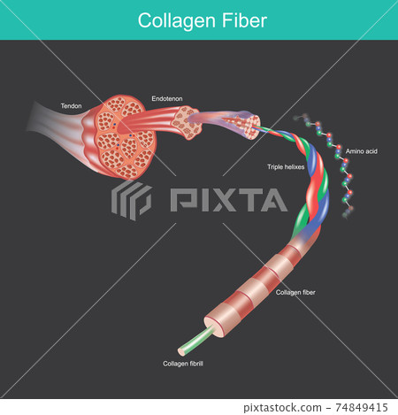 collagen fibre. illustration for commercial about the collagen molecule and amino acid that affect tissues and muscles of human.. collagen fibre. illustration for commercial about the collagen molecule and amino acid that affect tissues and muscles of human.. 74849415