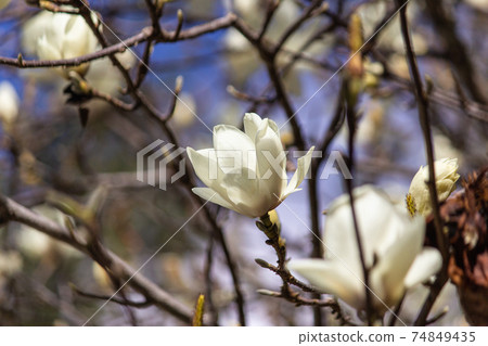 阿里山 對高岳觀日出景色 74849435