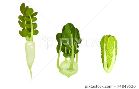 Ripe Vegetables as Healthy Raw Food with Turnip and Cabbage Vector Set Ripe Vegetables as Healthy Raw Food with Turnip and Cabbage Vector Set 74849520