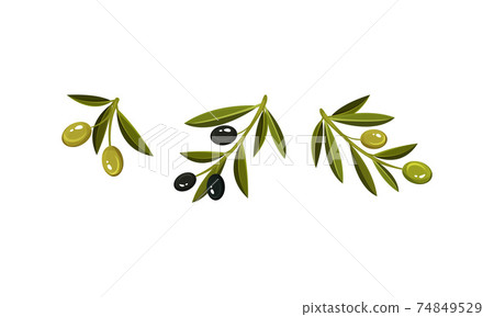 Branches of Green and Black Oily Olives Vector Set Branches of Green and Black Oily Olives Vector Set 74849529