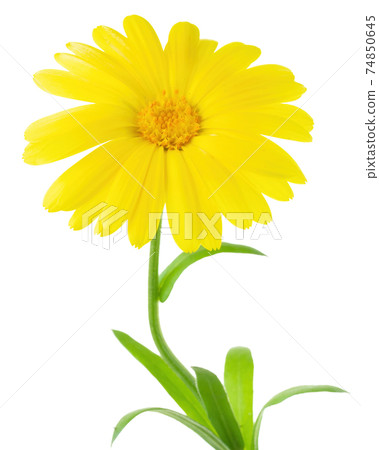 Calendula flowers close up isolated 74850645