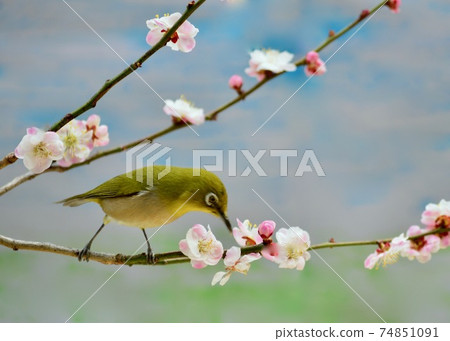 Spring garden White-eye that came to suck plum nectar Spring garden White-eye that came to suck plum nectar 74851091