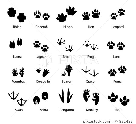 Animals and birds feet tracks, vector trails set Animals and birds feet tracks, vector trails set 74851482