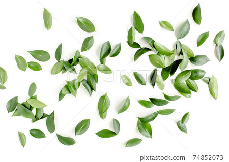 Pattern, texture with green leaves isolated on white background. lay flat, top view Pattern, texture with green leaves isolated on white background. lay flat, top view 74852073