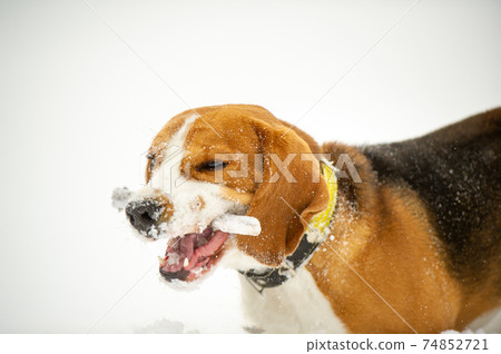 Dog breed Beagle in winter play in the snow outdoors Dog breed Beagle in winter play in the snow outdoors 74852721