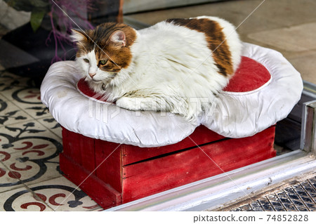 Bed for stray cat is equipped in department store. 74852828