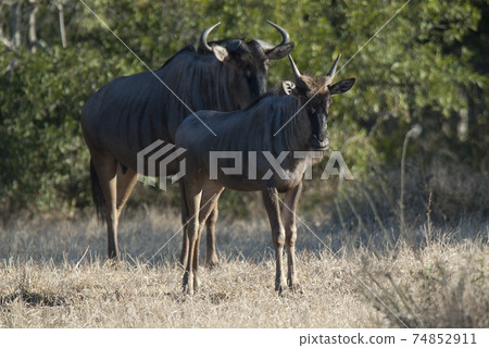 Black wildebeest, Africa 74852911