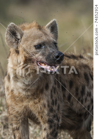 Hyena eating, Africa Hyena eating, Africa 74852914