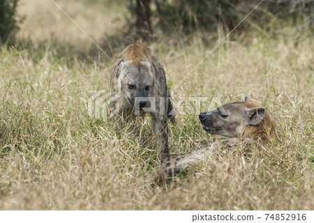 Hyena eating, Africa Hyena eating, Africa 74852916