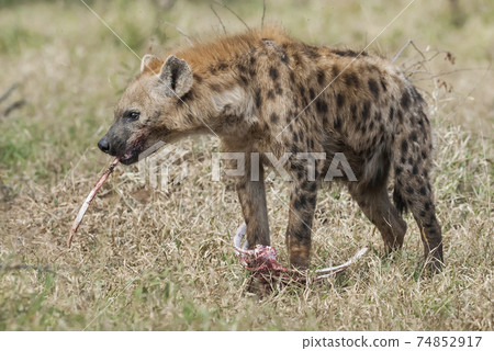 Hyena eating, Africa 74852917