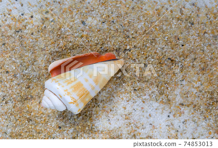 Cone Shell Laying on Sand Cone Shell Laying on Sand 74853013