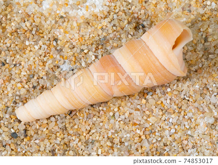 Spiral Snail's Seashell 74853017