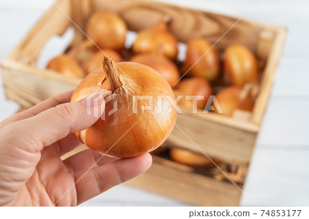 Woman hand takes one raw yellow onion from wooden crate. Fresh onion in a wood box. Woman hand takes one raw yellow onion from wooden crate. Fresh onion in a wood box. 74853177