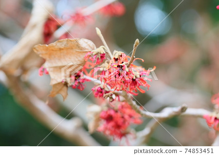 金縷梅花 74853451