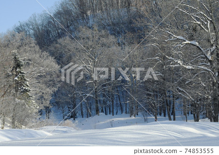 winter park 74853555