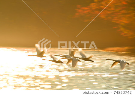 天鵝在奧克 天鵝在奧克 74853742