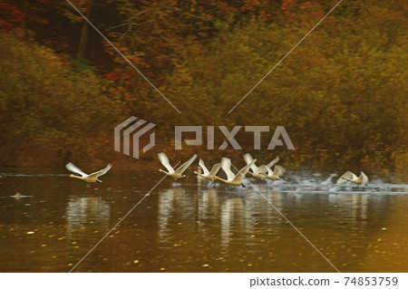 Swan in Oike Swan in Oike 74853759