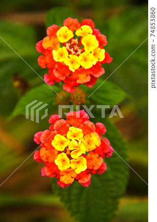 Lantana, a flower that blooms on Easter Island in the South Pacific 74853860