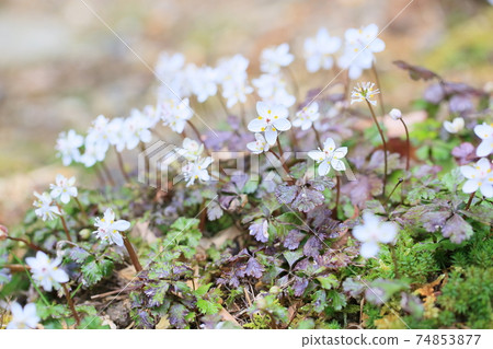 Flowers of Baikaouren Flowers of Baikaouren 74853877