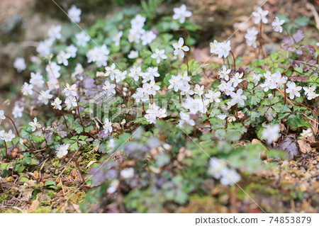 Flowers of Baikaouren Flowers of Baikaouren 74853879