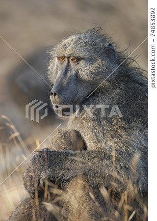 Baboon , Africa 74853892