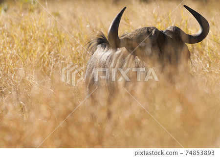 Black wildebeest, Africa 74853893