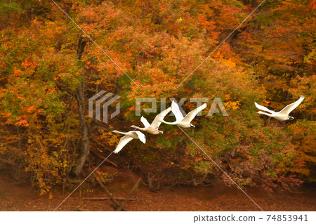 Swan in Oike Swan in Oike 74853941