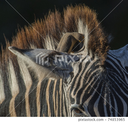 Common zebra.Kruger National Park.South Africa 74853965