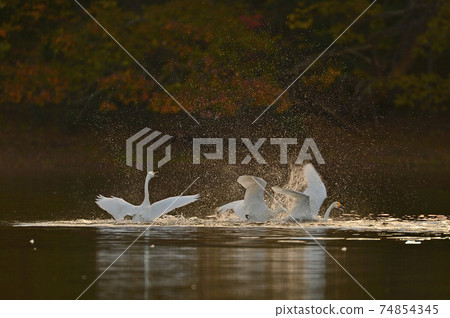 Swan in Oike Swan in Oike 74854345