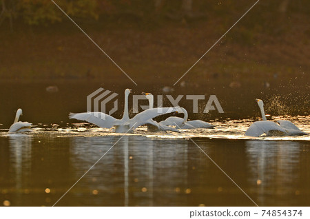 Swan in Oike Swan in Oike 74854374