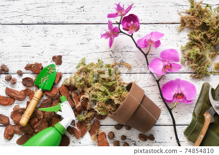 Flowerpot, pine bark, expanded clay, moss and shovel for planting orchids in a pot. 74854810