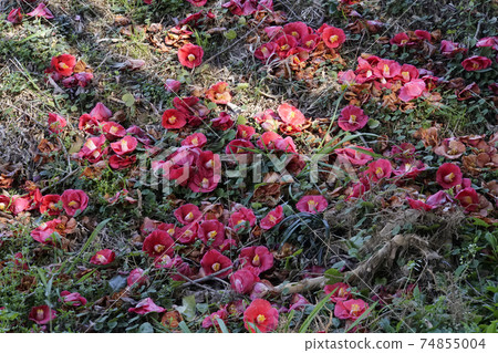 Fallen red camellia flowers Fallen red camellia flowers 74855004