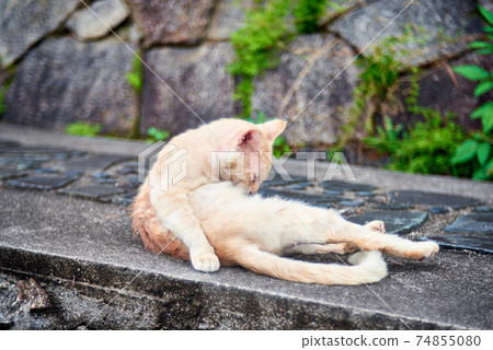 路邊的流浪貓尾道貓 74855080