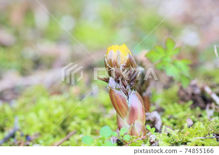 Fukujou之花 74855166