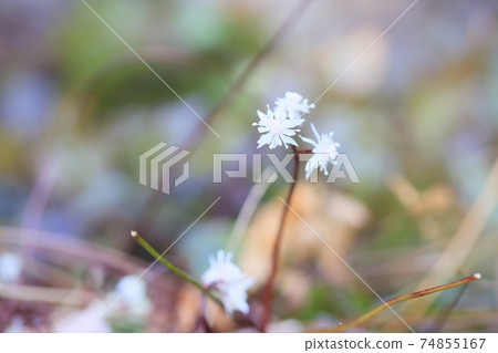 Seri bauren花 74855167