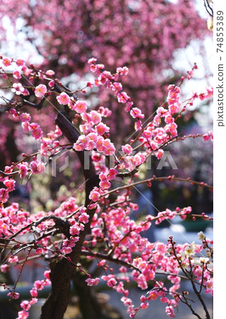 Weeping and Bon Plum 2 Weeping and Bon Plum 2 74855389