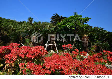 From Santen Goza 74855481