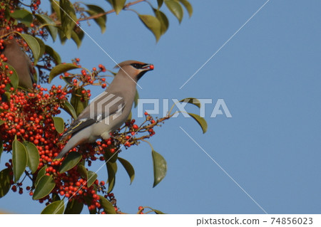 Bohemian waxwing meal Bohemian waxwing meal 74856023